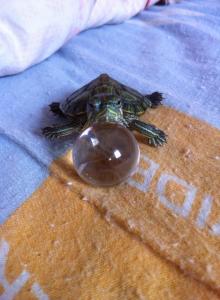 1619449_424825890986640_1361738687411617337_n